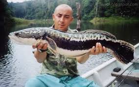 Ikan lele ini berwarna putih polos dan punya kumis panjang. Arti Mimpi Mancing Dapat Ikan Gabus Besar Togel