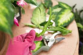 How To Propagate Dieffenbachia Hunker Propagating Plants Dumb Cane Plant Plants