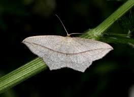 Image result for Timandra griseata