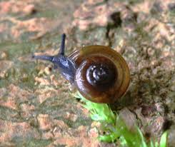 Image result for Oxyrhachis gracillima