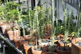 Check spelling or type a new query. Growing With Plants Horticulture