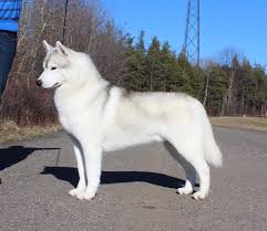 Gone to the snow dogs memphis puppy. Memphis Brother Mo Will Be At The Gone To The Snow Dogs Facebook