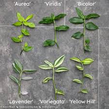 Image result for Tradescantia
