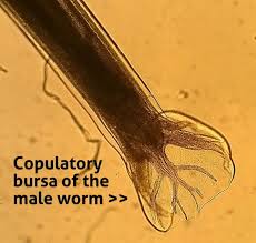 Image result for Platostoma coeruleum