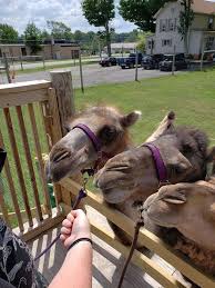 Visitors to the enclosure can see the animals, interact with them, and usually feed them as well. Safari Farm Petting Zoo 1675 Mt Cobb Rd Lake Ariel Pa 18436 Usa