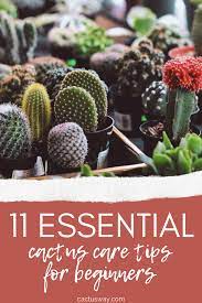 Cactus Care 11 Essential Tips For Beginners Cactus Care Cactus Plant Pots Indoor Cactus Plants