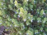 Image result for Pogonospermum subsessile