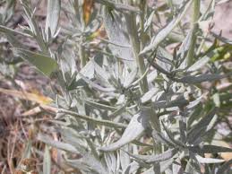 50 Plantas Medicinales Mexicanas Y Para Que Sirven