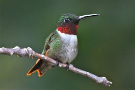 Tiny bird with emerald green back and brilliant red throat. Belize Birds The Ruby Throated Hummingbird