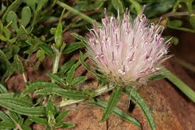 Image result for Valeriana capensis