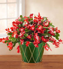In ny, i had to bring them in due to cold weather in october. Our Christmas Cactus Arrives Inside A Green And Gold Tin Drum Planter That Displays Festive Bloo Christmas Floral Arrangements Christmas Cactus Amazing Flowers