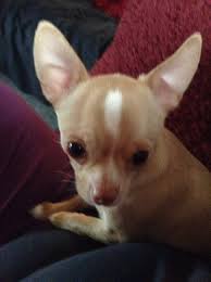 Sparkle S Pink Nose No Black On This Brown Beauty Chihuahua Love Chihuahua Puppies Cute Puppies