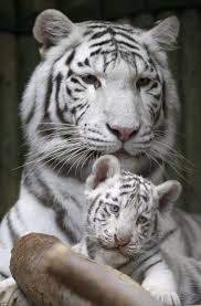 Black And White Baby Tiger Pictures Black And White Miracle Rare White Bengal Tiger Triplets Born In Czech Zoo And Animals Cute Baby Animals Cute Animals