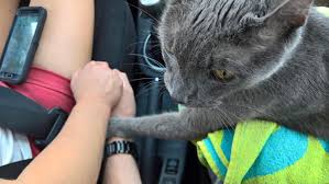 Since your container is made of wood you could drill a hole into the side. Cat Appears To Hold Hands With Owners On Final Trip To Vet
