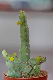Image result for Euphorbia debilispina