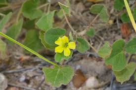 Image result for Oxalidaceae