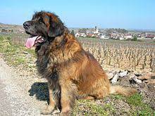 Leonberger large dog breeds pictures and names. Leonberger Wikipedia