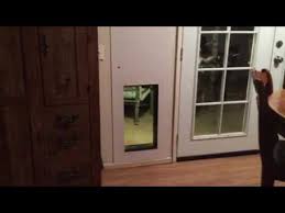 The solo pet door uses collar tags that are magnetic. Bryce The Rottweiler Using Solo Pet Door Youtube