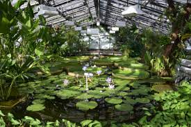 Als ergänzung zum botanischen garten wurde 1905 das botanische museum gegründet, das in mitteleuropa das einzige seiner art ist. Botanischer Garten Berlin Offnet Gewachshauser Am 14 Juni 2021 Bgbm