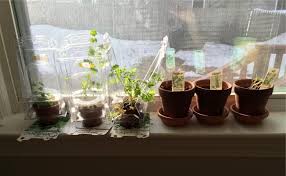 Although cats are primarily carnivores, in the wild they also nibble on plants, for added nutrients or fiber, or perhaps just because they like in the home, cats sometimes eat houseplants out of boredom, or because they're attracted to the leaves fluttering in the air currents. How To Stop Your Cats From Eating House Plants Toxic
