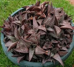 Image result for Ficus tesselata