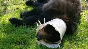 Sussex County bear with head stuck in chicken feeder helped, released