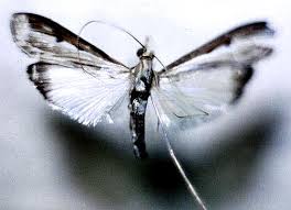 Image result for Euclasta