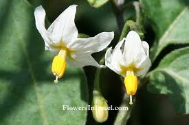Image result for Solanum scabrum