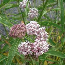 Image result for Asclepias albens