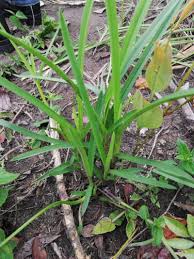 Image result for Cyanotis lanata