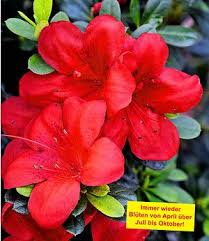 Duft Magnolien Hecke Fairy 1 Pflanze Pflanzen Topfblumen Blutenfarben