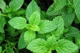 Setelah daun mengalami oksidasi dalam jumlah minimal, proses oksidasi dihentikan dengan pemanasan (cara tradisional jepang dengan menggunakan uap atau cara tradisional tiongkok dengan menggongseng di atas wajan panas). Rugi Jika Daun Mint Tak Dikonsumsi Khasiatnya Sangat Ampuh Sembuhkan Banyak Penyakit
