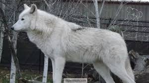 Most prominent and current of these are the sleddogs of donna perry and others in the interior of alaska. Mackenzie River Husky 1920x1080 Wallpaper Teahub Io