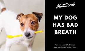 Does your dog's breath currently smell like fish? My Dog S Breath Smells Really Bad Mutt Scrub Products