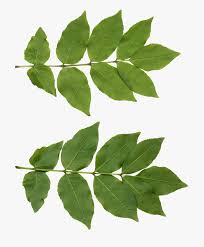 I just finished up doing a project where a leaf textures was. Tree Leaf Texture Png Transparent Png Transparent Png Image Pngitem