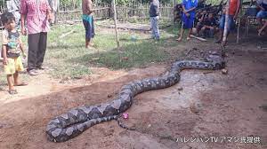 体長８メートルの巨大人食いニシキヘビ捕獲 インドネシア南スマトラ州中部の村 - YouTube
