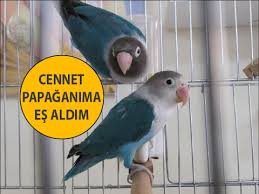 Cennet Papaganima Yeni Es Aldim Youtube