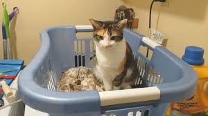 Pin On Pets