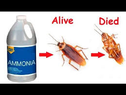 Pin On Pest Control