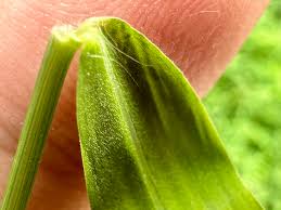 Image result for Panicum trichocladum