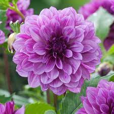 Image result for Dahlia