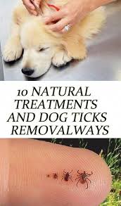 Essential Oils For Animals Tick Bites On Dogs Tick Treatment For Dogs Home Remedies For Fleas