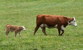 It is a pretty simple process: Can I Wean 90 Day Old Calves That Weigh 300 Pounds On Pasture