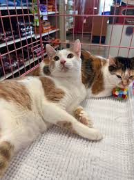 Forgotten Felines...