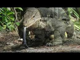 Perilaku makan biawak komodo (varanus komodensis) di pulau komodo kabupaten manggarai barat ntt. Biawak Komodo Raksasa Pulau Krakatau Youtube