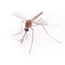 Pest control is the reduction or regulation of the population of noxious, destructive, or dangerous plants, insects, or other animals. Mosquito Exterminators Mosquito Control Removal