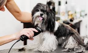 Pros and Cons of At-Home Dog Grooming | When To See A Professional