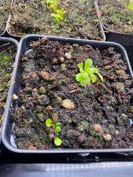 Image result for Genlisea margaretae