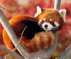 Skunkwire Cute And Funny Animal Pictures Red Panda Red Panda Baby Animals Beautiful