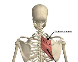 Rhomboids muscle resmi